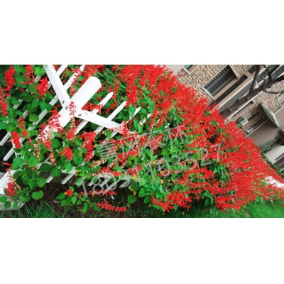 QFNL串红花籽种子-圣火红色（单价：克）