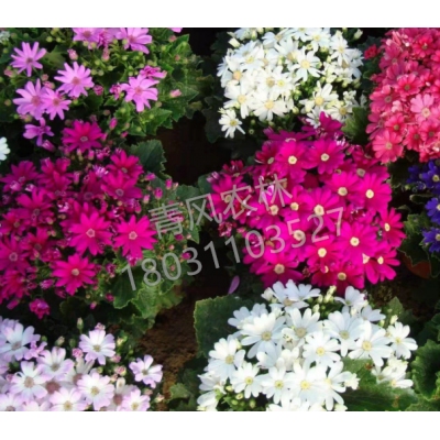 QFNL-瓜叶菊种子-随机颜色（单价：克）